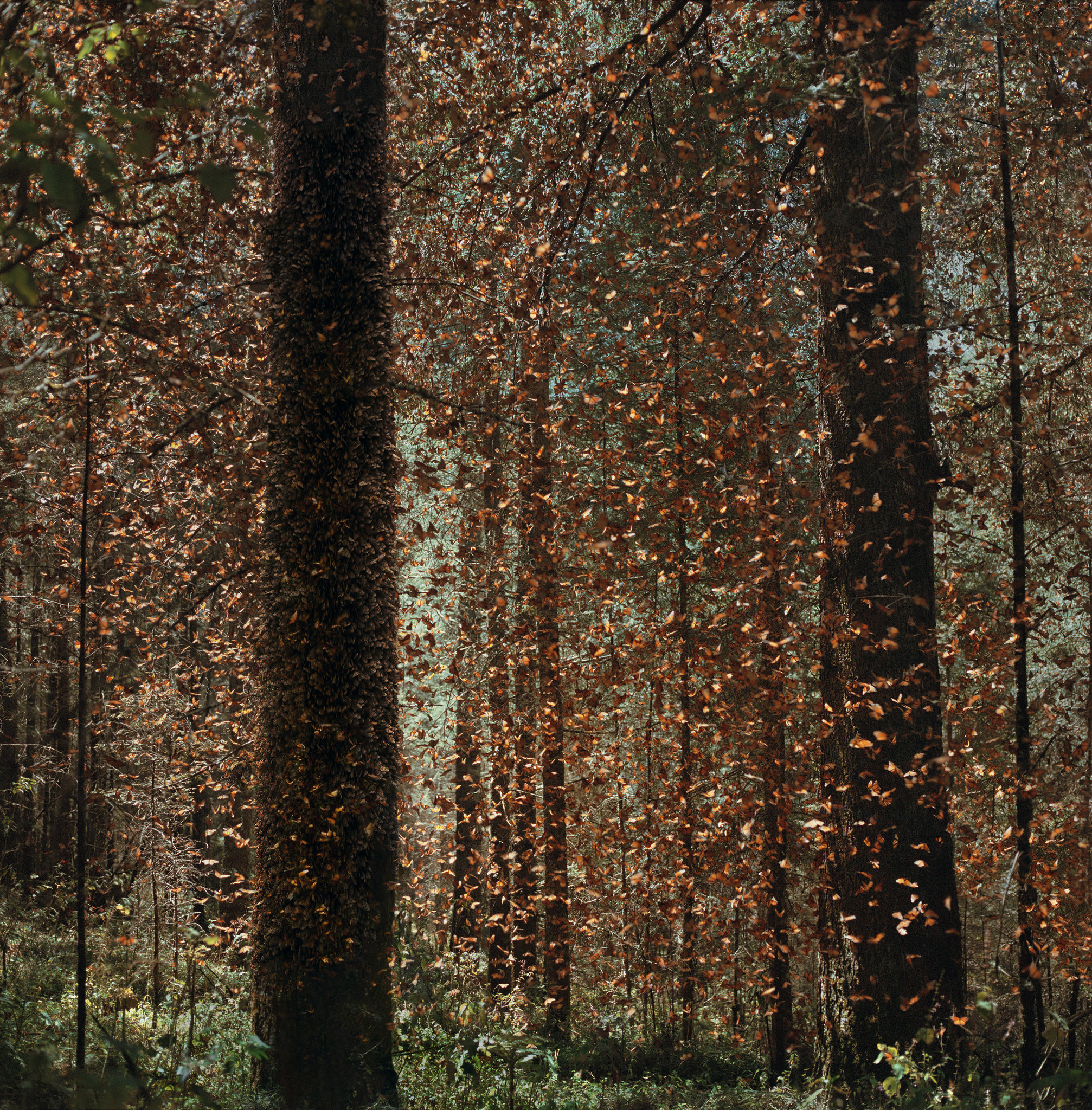 Canson platine fibre rag L. 158 x 155.7cm - S. 110 x 107.7cm Monarch I 2019