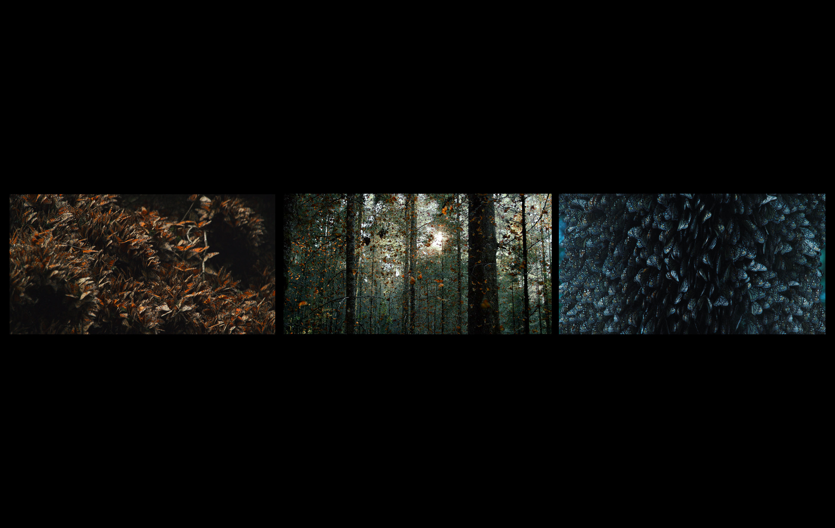 Monarch filmstills